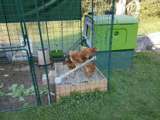 Un grande verde Eglu Cube con una passeggiata in esecuzione allegato e un sacco di polli all'interno