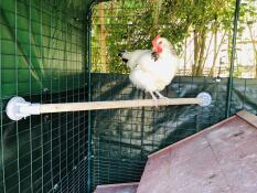 Pollo su Omlet trespolo di pollo universale in Omlet passeggiata in corsa di pollo