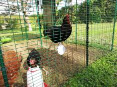 Un pollo su un trespolo all'interno di una grande passerella