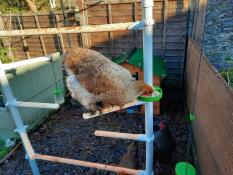 Una gallina che becca alcuni semi dal suo trespolo, su una piccola ciotola attaccata al palo di un albero di trespolo