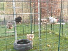 Galline appollaiate sui loro posatoi