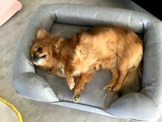 Un piccolo cane sdraiato nel suo letto grigio