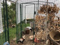 Polli all'interno di un recinto, separati da un divisorio