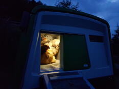 Polli all'interno di una coop Cube di notte con una luce all'interno della coop