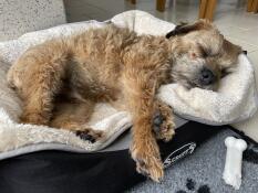 Terrier addormentato su una grande coperta per cani super soft grigia e crema di Omlet.