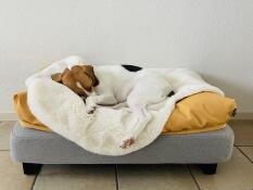 Un cagnolino che dorme pacificamente sulla sua pelle di pecora e i suoi topper a sacco, su un letto grigio