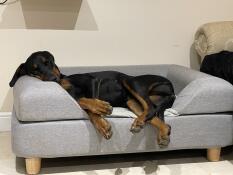 Un cane che dorme sul suo letto grigio con cuscino