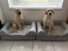 Due cani seduti uno accanto all'altro, ciascuno su un grande letto grigio con cuscino