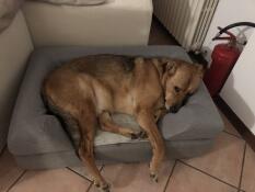 Artù 