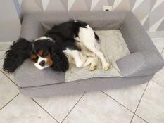 Un cane bianco e nero di taglia media che dorme con la testa appoggiata sul cuscino del suo letto