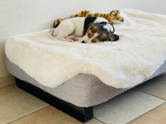 Cane che dorme su Omlet Topology letto per cani con topper in pelle di pecora e piedini neri