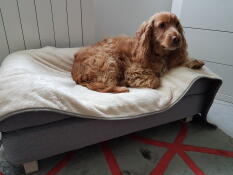 Cane seduto su Omlet Topology letto per cani con bolster bed topper e Omlet morbido Luxury coperta per cani