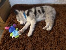 Un piccolo cucciolo che dorme sul topper in microfibra marrone del suo letto grigio