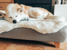 Cane che dorme su Topology letto per cani con topper in pelle di pecora