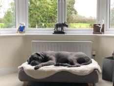 Un cane che dorme sul suo letto grigio con una coperta di pelle di pecora