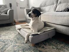 Un cane sul suo letto per cani con il topper trapuntato e i piedi rotondi in legno