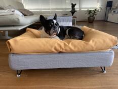 Un cane che riposa sul suo letto grigio con un topper giallo