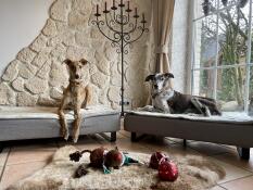 I nostri cani linus e marley sono stati subito entusiasti delle cucce. sono di alta qualità e offrono ai nostri cani di grossa taglia uno spazio sufficiente per riposare dopo le loro passeggiate. molto decorative Luxusbeds!