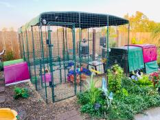 Omlet walk in chicken run con viola Eglu Cube grande pollaio e correre collegato con verde e viola Eglu Go up sollevato pollai collegati
