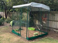 Doris e aggie a cluckingham palace
