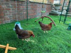Galline felici