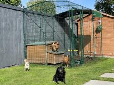 Ultimi arrivi nella famiglia degli animali! 