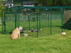 Un cane che guarda alcuni polli nella loro corsa