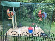 Omlet camminare nel percorso dei polli