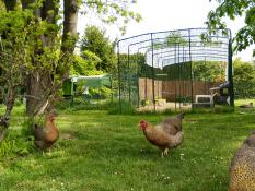 Omlet Eglu Cube grande pollaio e correre e Omlet camminare in corsa di pollo