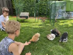 I bambini con i polli e Eglu Cube grande pollaio e correre e Omlet camminare nel pollo correre