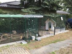 I nostri polli nani di seta si sentono a casa