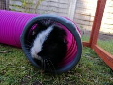 Oreo che si Gode il suo tunnel nascosto