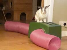 Un coniglio in piedi sul suo rifugio verde e gallerie rosa