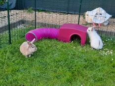 I nostri due conigli alla scoperta del rifugio Zippi con tunnel di gioco 