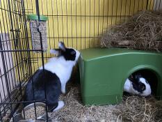 Due conigli bianchi e neri con un rifugio e una mangiatoia Caddi all'interno di una pista