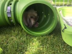 Lilly che fa un sonnellino.