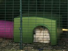 Conigli che dormono all'interno del rifugio verde Zippi 