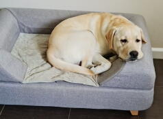 Un cane che riposa sul suo letto grigio con cuscino