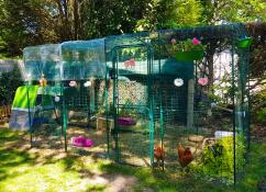 Siamo molto soddisfatti del nostro recinto di 4 x 2 metri. i nostri pulli lo hanno adottato immediatamente. lo spazio è perfetto per 3 galline. abbiamo ricevuto la rete che monteremo a breve per permettere loro di correre sull'erba. 