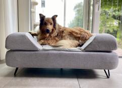 Un grande cane marrone che si Gode lo spazio del suo letto grigio con topper bolster