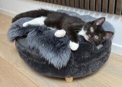 Gatto