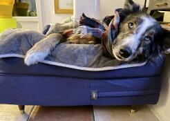 Un cane che riposa in un letto blu