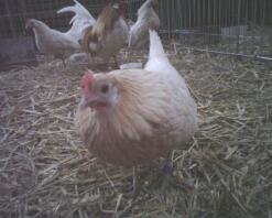 gallina olandese pyle rosso