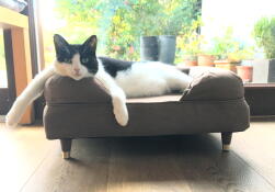 Un gatto bianco e nero che si rilassa sul suo letto marrone