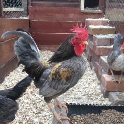 Solo le mie galline possono mangiare questo cibo