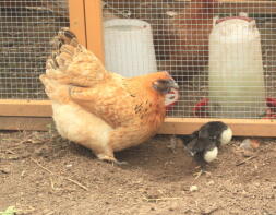 Gallina bantam con tre pulcini Australorps