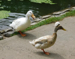 Crested Duck nel parco pubblico a Sacramento, in California.