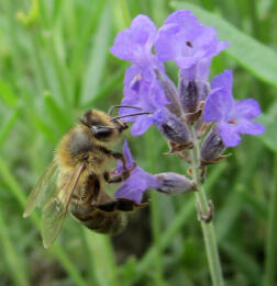 Ape su lavanda