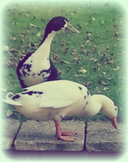 Bert ed Ernie nel loro nuovo giardino!