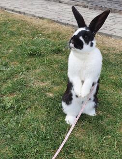 Un coniglio in piedi sulle zampe posteriori.